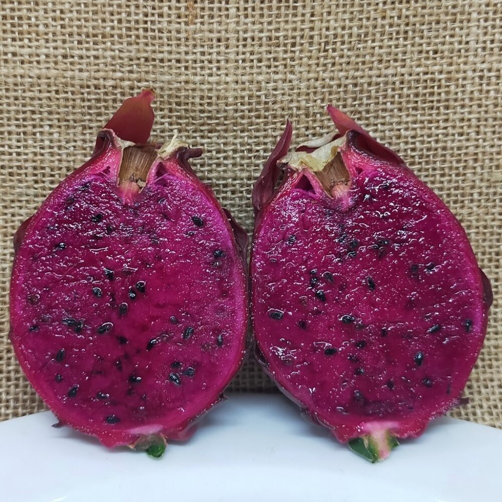 COPY - Sugar Dragon - Dragon Frui Cutting 6-8 inches